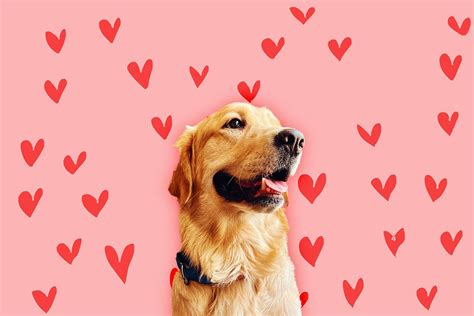 What It Means to Be a Golden Retriever Boyfriend